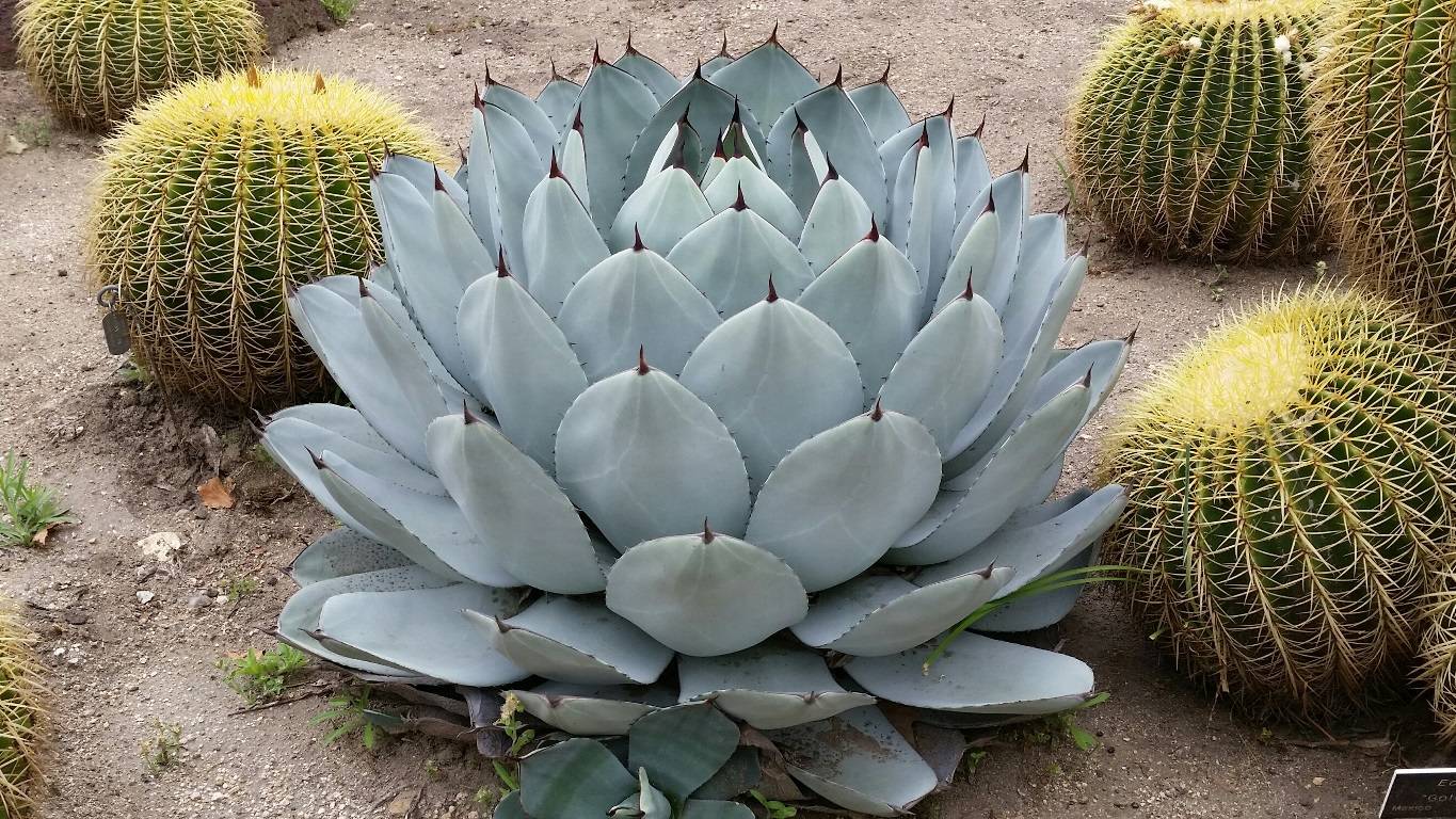 Artichoke Agave Pattern