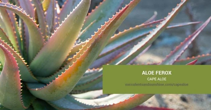 Aloe Pattern