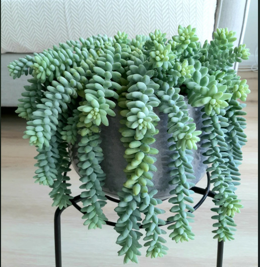 Burro's Tail Pattern