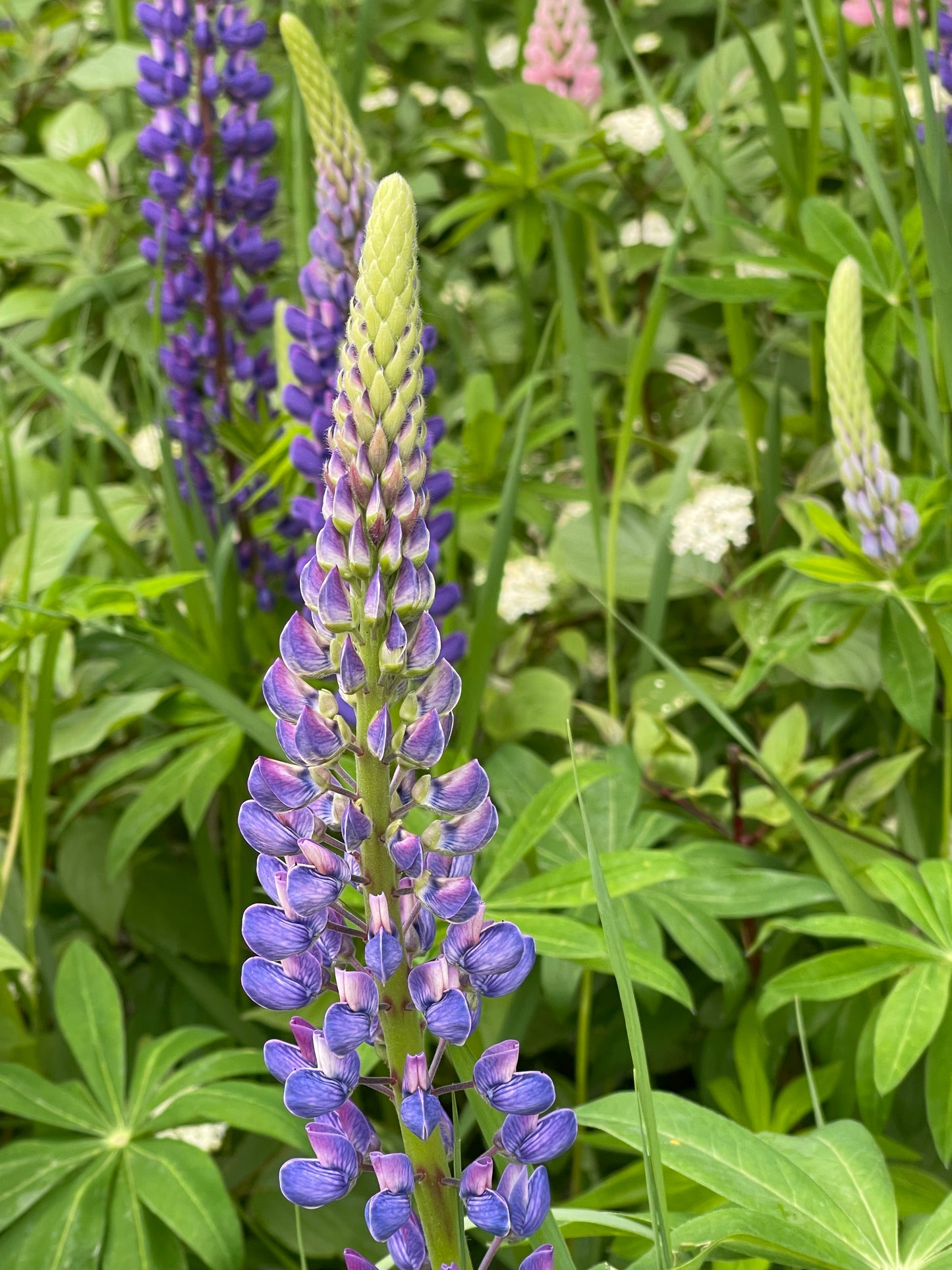 Lovely Lupine *Limited Edition*